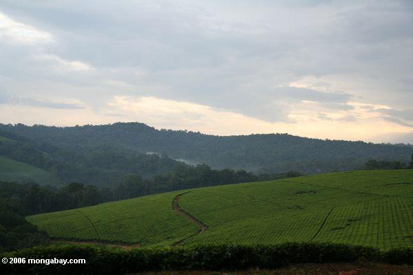 Teeplantagen der Fortportalregion