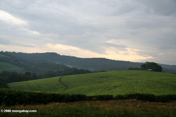 Teeplantagen der Fortportalregion in der Uganda