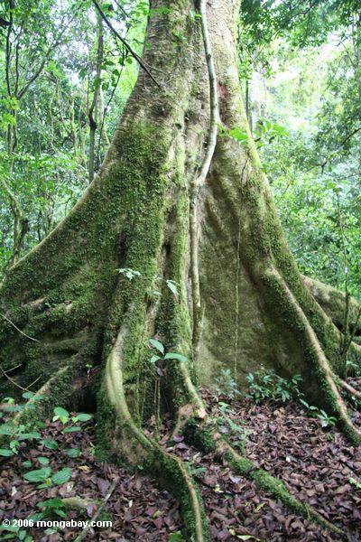 Wurzeln des rainforest Baums Uganda Kibali