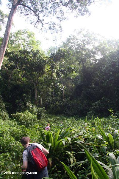 отслеживание chimps в джунгли kibale лес в Уганде