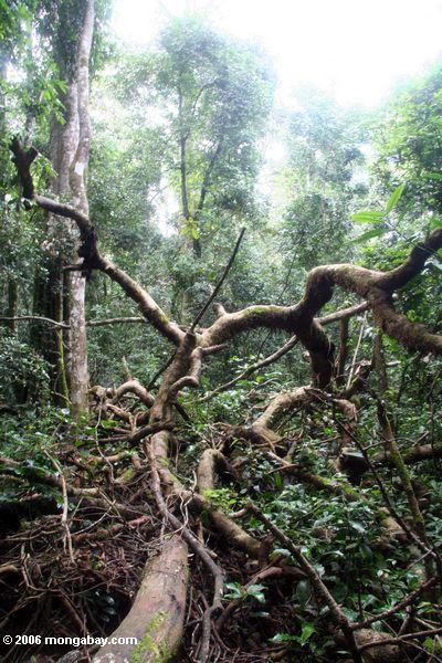 Baumfall in den Ugandan Dschungel