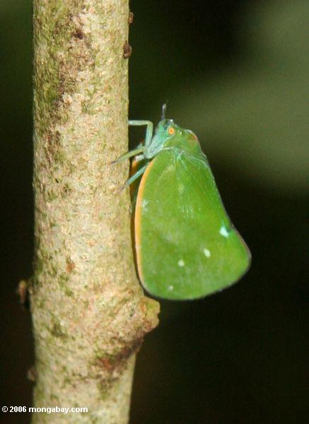 ярко-зеленый leafhopper