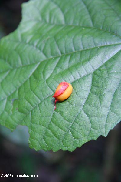 неизвестное яйцо случае, семян, или цветок - розовый и оранжевый цвет в - в джунглях Уганды