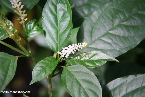 Белый цветок в тропические леса