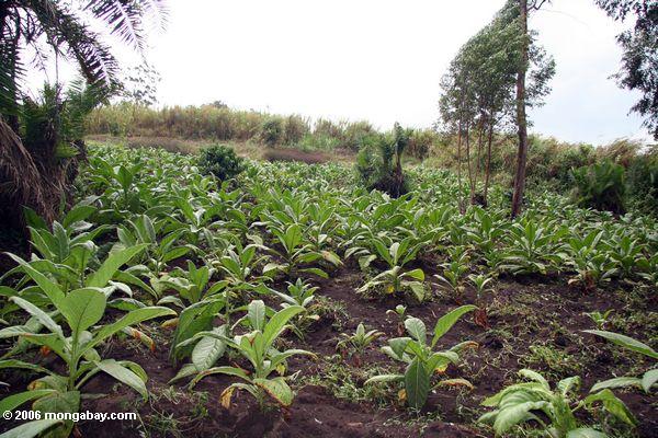 молодых растений табака в Африке