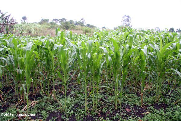 кукуруза (маис) на местах в Уганде