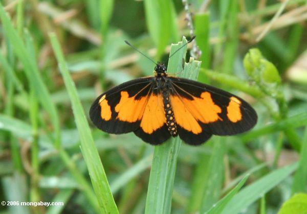 Orange und schwarzer Schmetterling auf einem Blatt des Gras