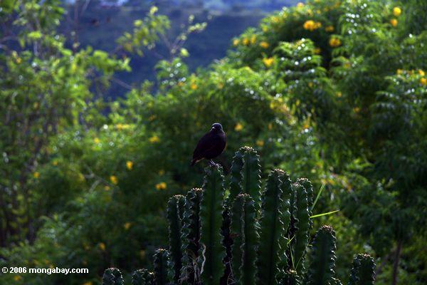 Vogel auf Kaktus