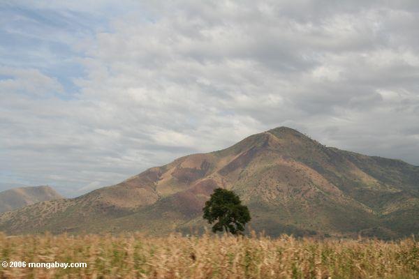 Berg nahe Kasese mit Mais fängt im Vordergrund auf
