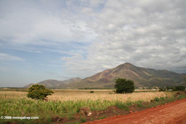 Berge nähern sich Kasese