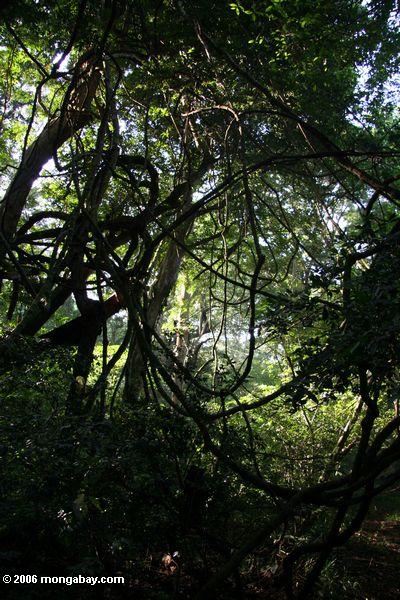 chamburaの熱帯雨林の渓谷