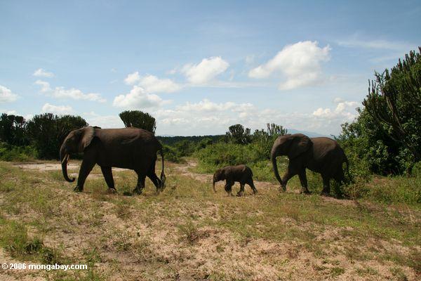 Семейство слонов ходить