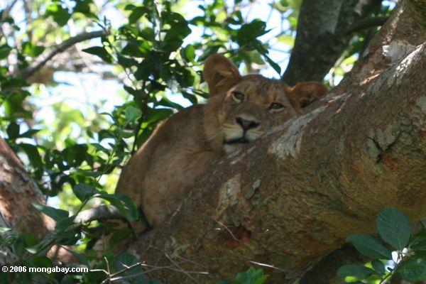 Лев lounging в дерево