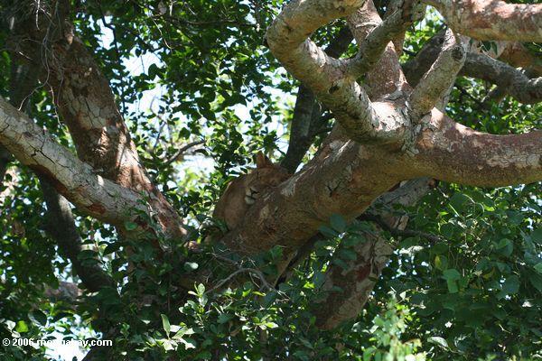 Schlafenlöwe in einem Feigebaum