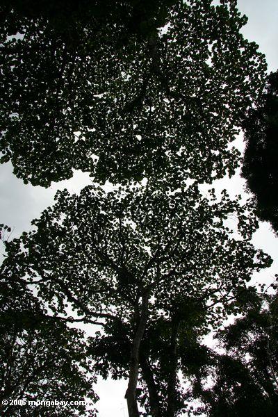 Überdachungbaumblätter sillohouetted gegen den Himmel