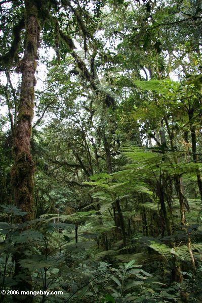 Дерево папоротников и леса в непроходимые Бвинди национальный парк