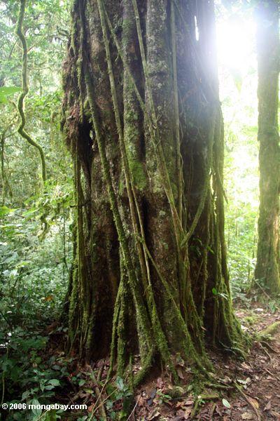 Reben, die bedecken Baumstamm Bwindi Wald