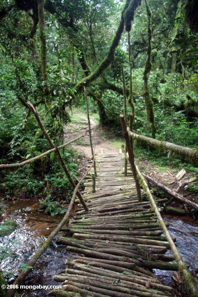 деревянный мост в Бвинди