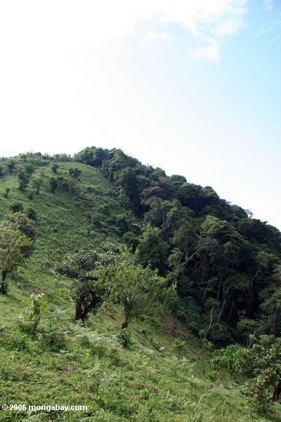 Gelöschter Wald entlang dem Rand Bwindi