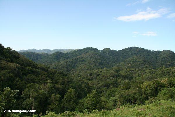 тропических лесов холмов Бвинди