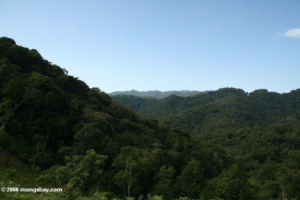 тропических лесов в Бвинди