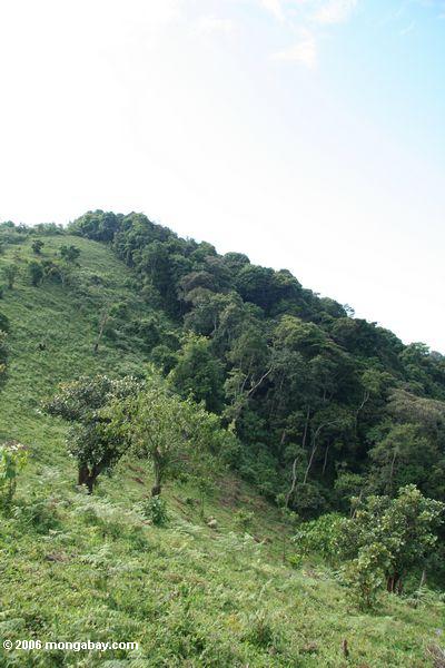 Entwaldete Parkgrenze Bwindi