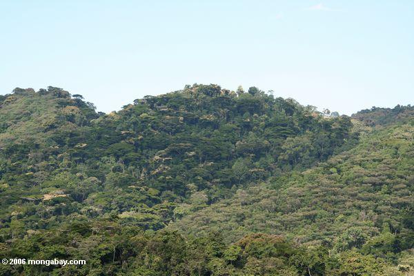 Bwindi rainforest