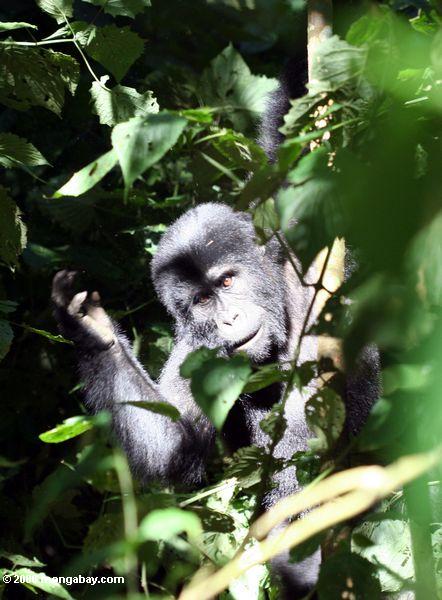Junger Gorilla im underbrush Bwindi