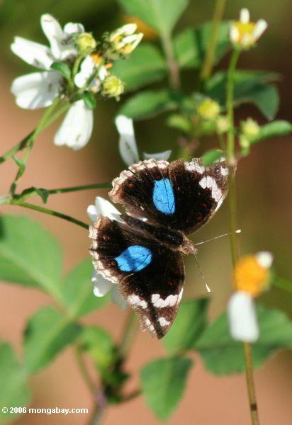 черная, синяя и белая бабочка на Угандой