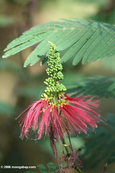 Rote Akazie Blume