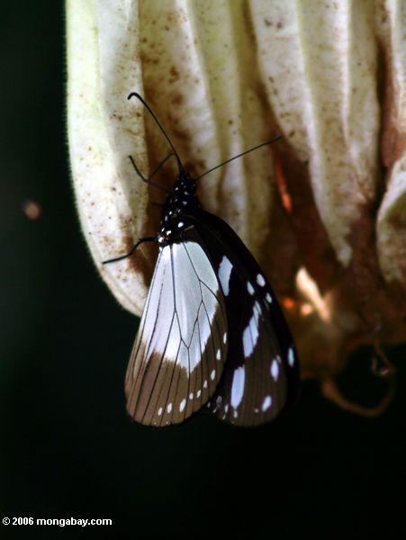 черно-белая бабочка на мертвый цветок