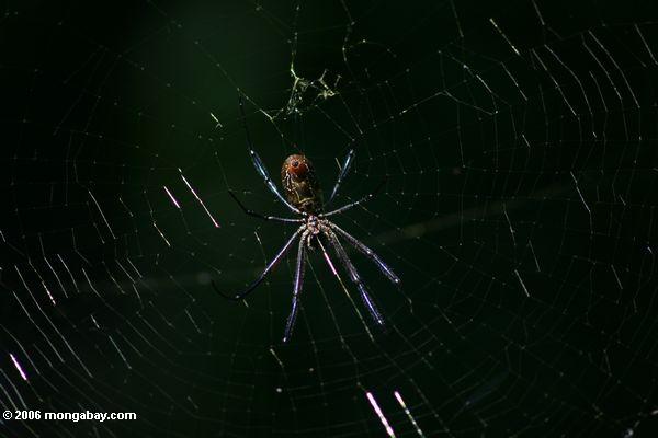 шар паука в Уганде (нижней)