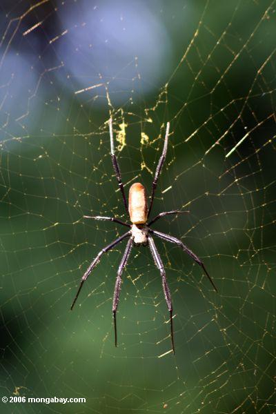 шар паука в Уганде