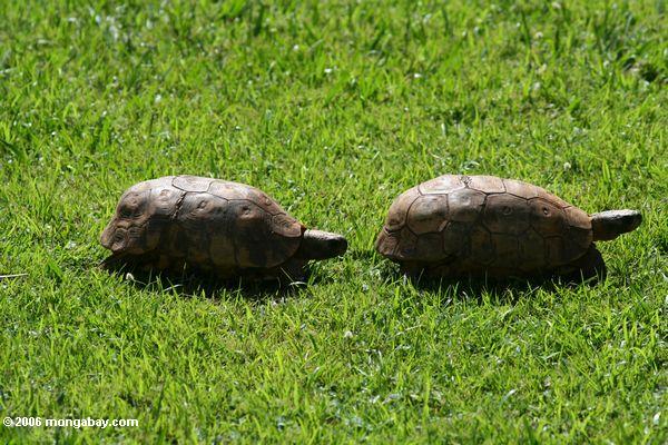 две черепахи на газон