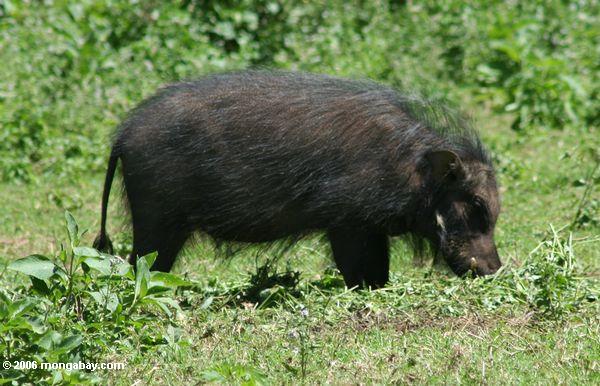 Riesiges Waldschwein (Hylochoerus meinertzhageni), das größte Schwein Uganda