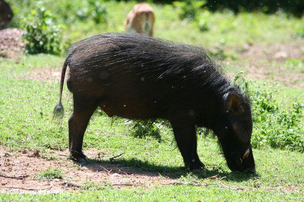 Riesiges afrikanisches Waldschwein