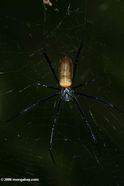шар паука - с точки зрения спины