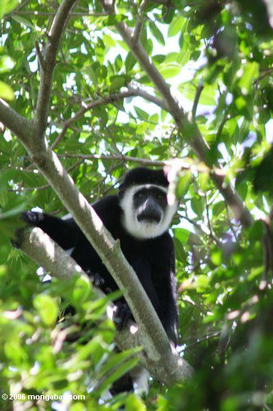 черно-белый colobus обезьяна (colobus guereza)