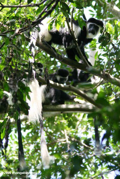 восточной черный И белый colobus обезьян (colobus guereza)