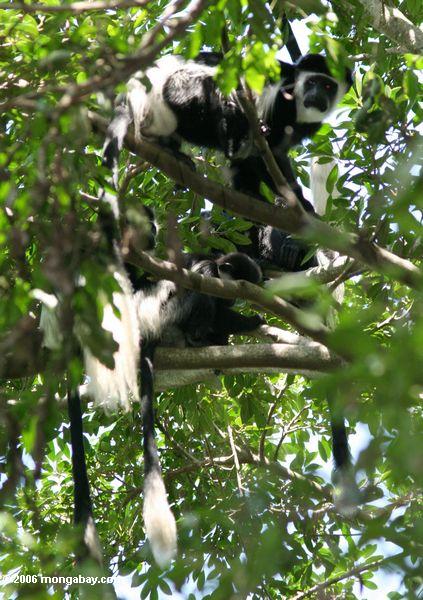 черно-белый colobus обезьяна (colobus guereza)