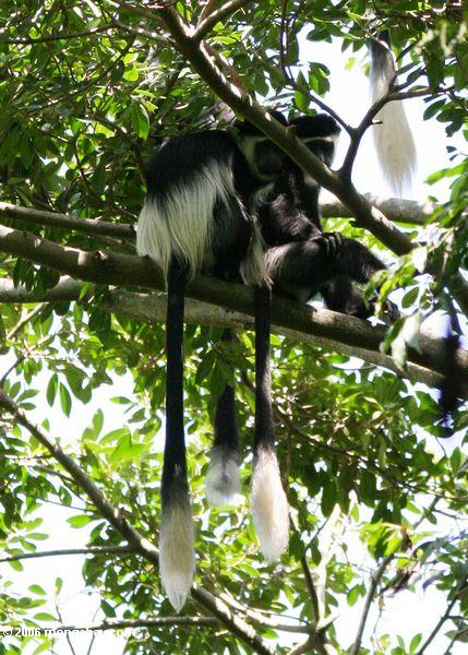 Östliche schwarze u. weiße Colobus Affen in einem Baum