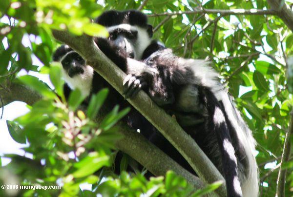 Macacos pretos e brancos orientais de Colobus