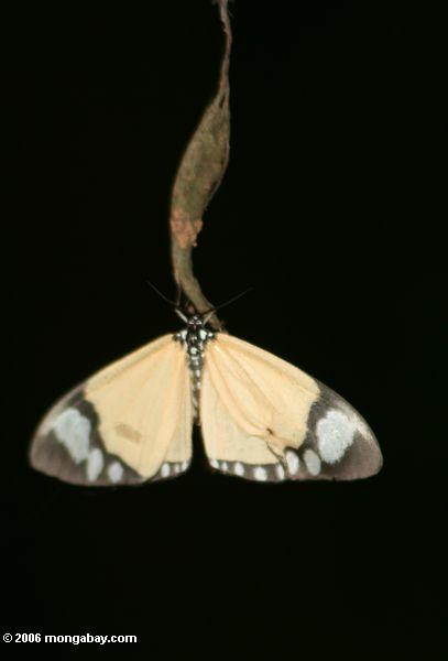 Pale orange Schmetterling auf einem toten Blatt