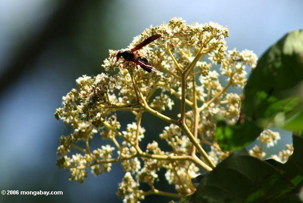 白い花に赤のハチ栄養