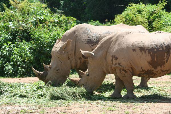Paar von Rhino in der Gefangenschaft