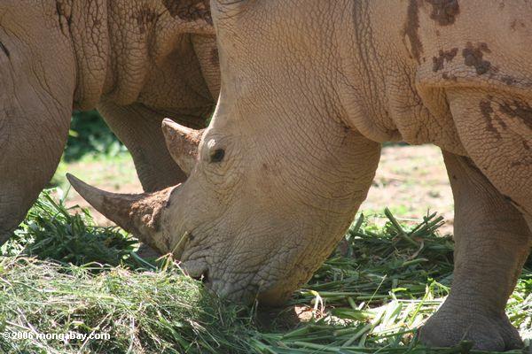 Пара носорога в неволе
