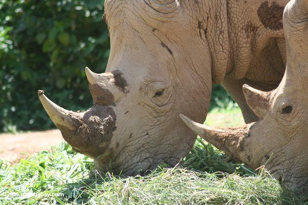 Пара носорога кормление в неволе