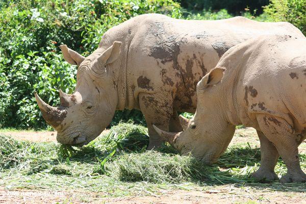 Paar von Rhinoceros in der Gefangenschaft