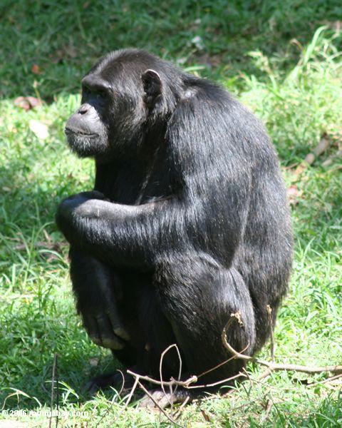 Chimpazee prisioneiro em Uganda