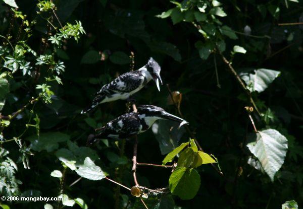 Пара ПЬЕ kingfishers, ceryle rudis, утверждая, за рыбу